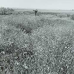 #1012 ~ James - Untitled - Coutts Centre Meadow with Ben McLeod Sculpture