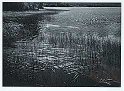 #1015 ~ Willock - Marsh Grass, Maskinonge  #17/110