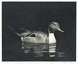 #1119 ~ Magee - Untitled - Pintail  #39/100