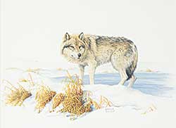 #1265 ~ Wilson - Wolf #1265 ~ Wilson - Wolf