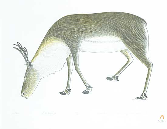 #25 ~ Pootoogook - Tuttu  #22/50