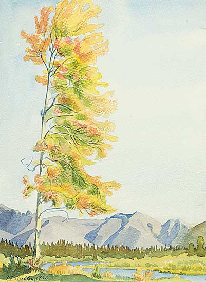 #96 ~ Shelton - Tree at Vermillion Lakes