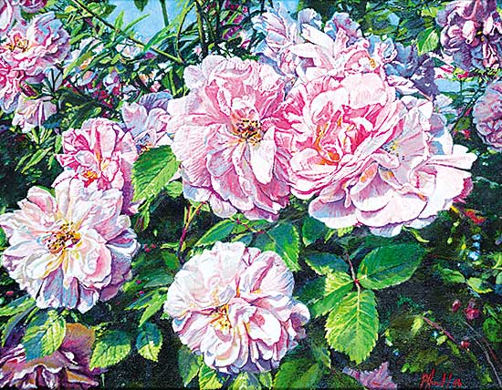 #436 ~ Hurst - Untitled - 'Canadian Explorer John Davis' Climbing Rose I