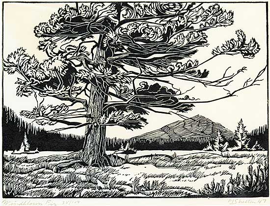 #485 ~ Shelton - Windblown Fir  #35/100