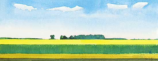 #1221 ~ Overvoorde - Canola Field, Southern Alberta