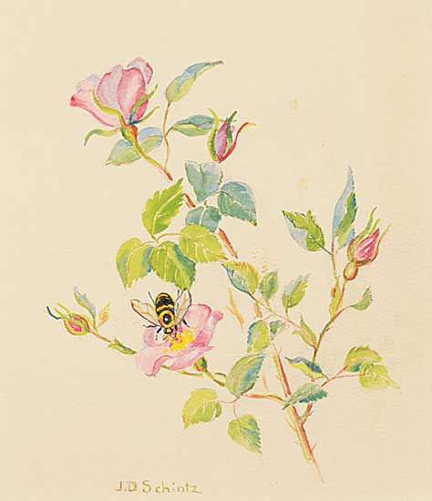 #1166 ~ Schintz - Untitled - Bee on Alberta Rose