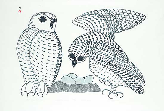 #50 ~ Pootoogook - Artic Owls and Nest  #21/50