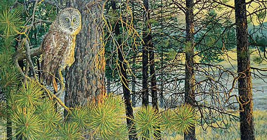 #20 ~ Cross - Untitled - Owl in the Sunlit Woods