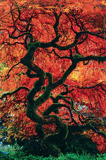 #213 ~ Lik - Infinity Tree  #304/950