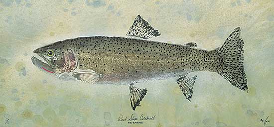 #427 ~ DeRyan - West Slope Cutthroat, Fish Rubbing  #1/1