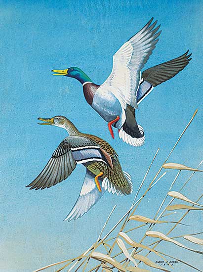 #497 ~ Shortt - Untitled - Ducks Taking Flight