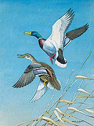 #497 ~ Shortt - Untitled - Ducks Taking Flight