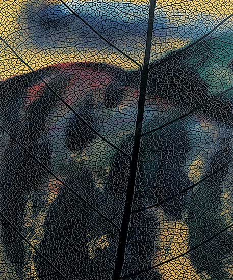 #215.1 ~ Laing - Vein / Fall #3