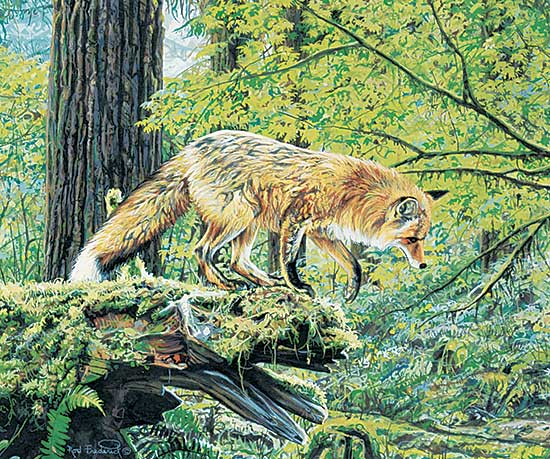 #309 ~ Frederick - Untitled - Fox Study