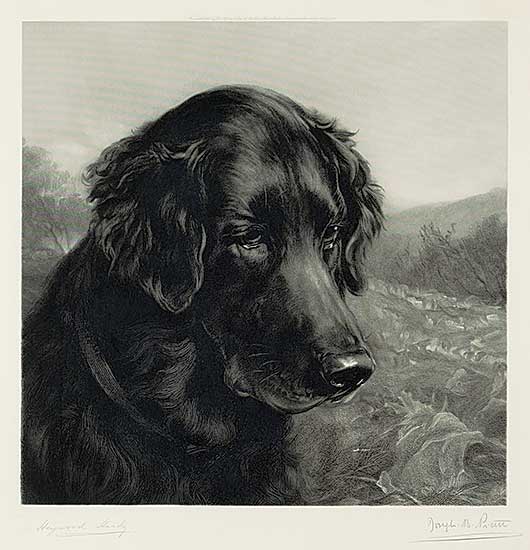 #1086 ~ Hardy - Untitled - The Faithful Companion