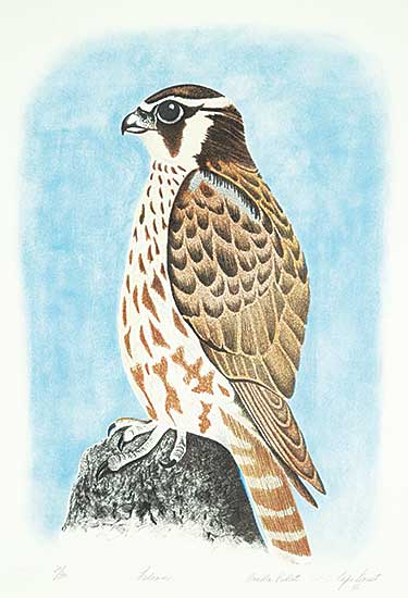 #110 ~ Pudlat - Falcon  #20/50