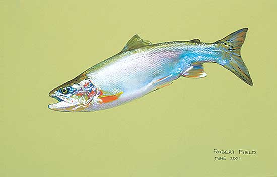 #426 ~ Field - Untitled - Fish with Green Background