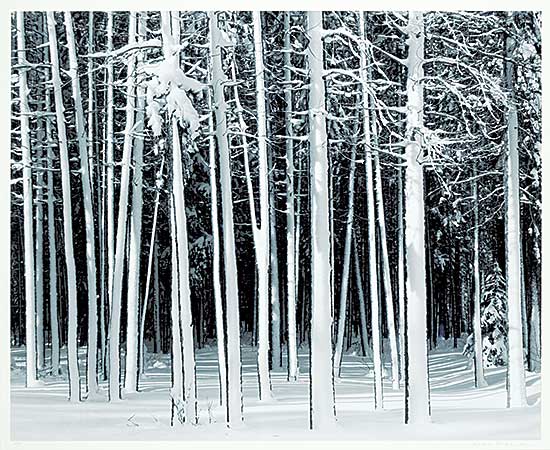 #1362 ~ Richards - Winter, Lodgepoll Pine, Banff National Park