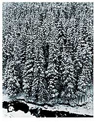 #1370 ~ Willock - Forest in Winter, Buchanan Ridge  #17/110