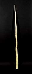 #1689 ~ Inuit - Narwhal Tusk with Scrimshaw of Arctic Life