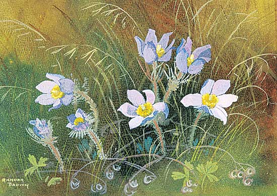 #413 ~ Brown - Untitled - Prairie Anemone