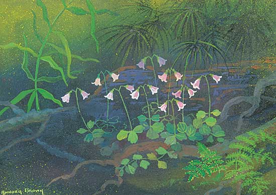 #416 ~ Brown - Twinflower, Linnaea Borealis, Pepper