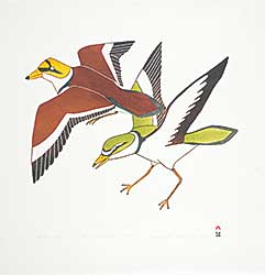 #183 ~ Inuit - Coastal Birds #33/50