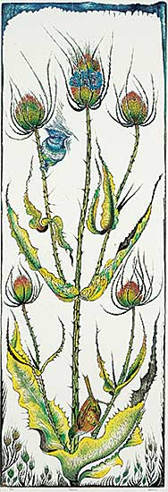 #415 ~ Calver - Teasel  #9/15