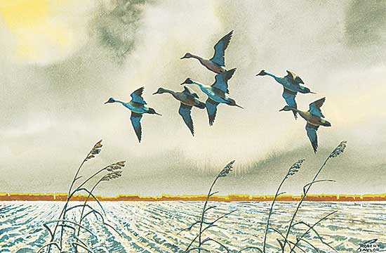 #514 ~ Taylor - Untitled - Six Pintails Taking Flight