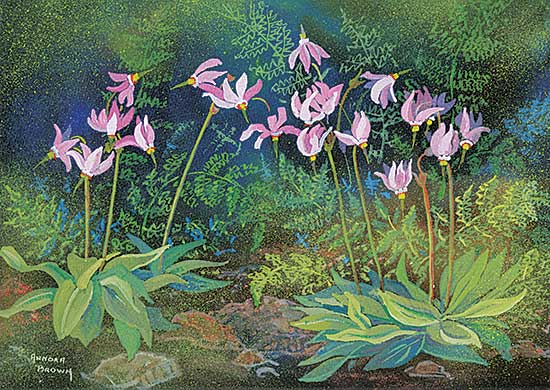 #1030 ~ Brown - Untitled - Shooting Stars [Dedecatheon]