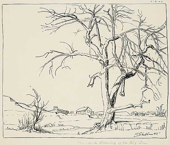 #1275 ~ Shelton - The Big Tree