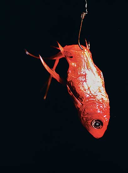 #403 ~ Bartziokas - Untitled - Fish #1