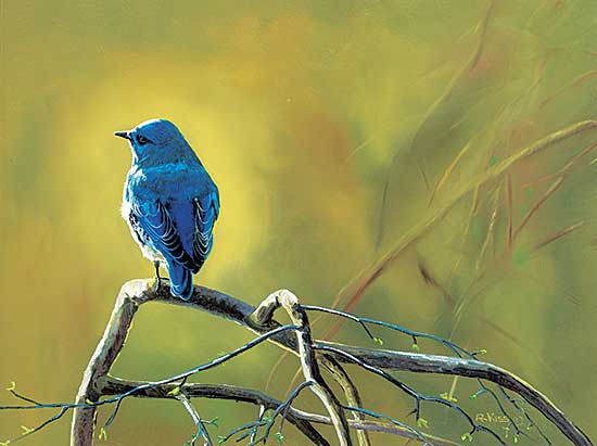 #447 ~ Kiss - Blue Bird
