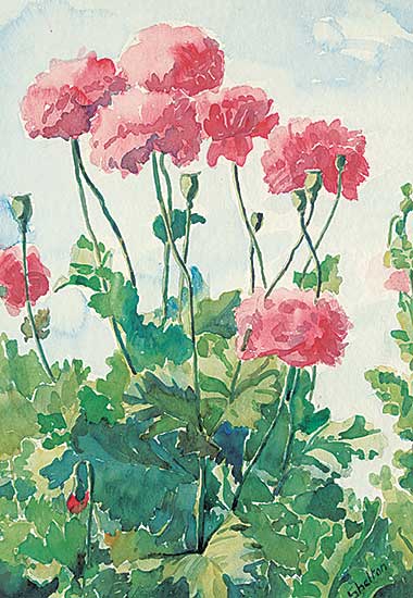 #496 ~ Shelton - Untitled - Red Poppies