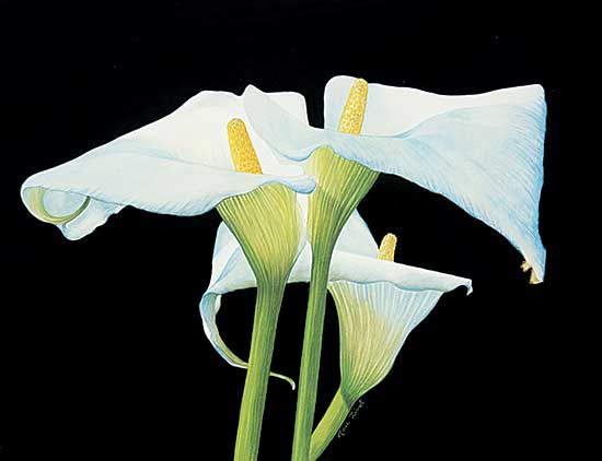 #1303 ~ Zivot - Untitled - White Lily Family