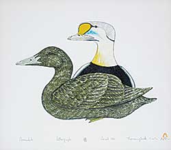 #288 ~ Pootoogook - Amaulik [Eider Ducks]  #12/50