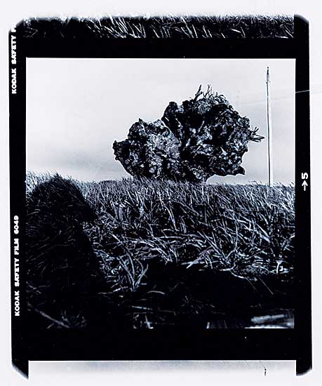 #1276 ~ Nishimura - To My Father, 17 Years in Memoriam, Roots Up - Rooted