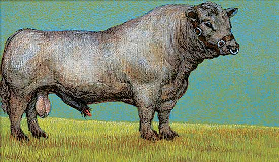 #1435 ~ Wohlfarth - Untitled - Grey Bull