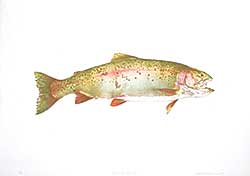 #1095 ~ Cowin - Fish [Hen Rainbow]  #40/50