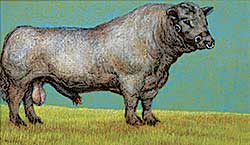 #1435 ~ Wohlfarth - Untitled - Grey Bull
