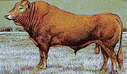 #1436 ~ Wohlfarth - Untitled - Big Brown Bull