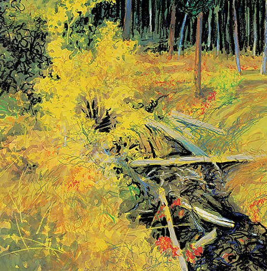 #78 ~ More - Forest Foothills - Autumn Stream