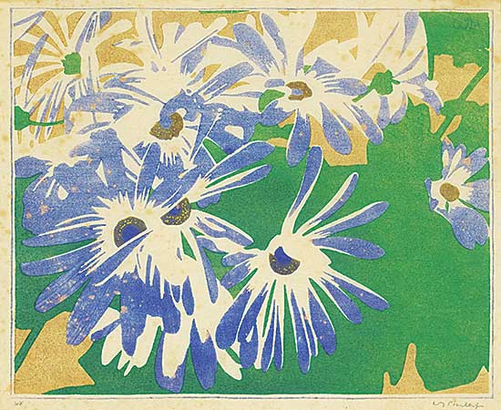 #71 ~ Phillips - Cineraria  #48