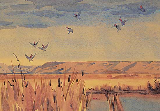 #497 ~ Kerr - Redheads, Last Mountain Marsh