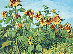 #91 ~ Shelton - Sunflowers