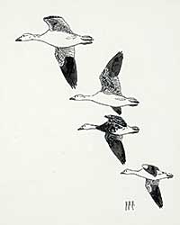 #481 ~ Hochbaum - Untitled - Four Geese Flying