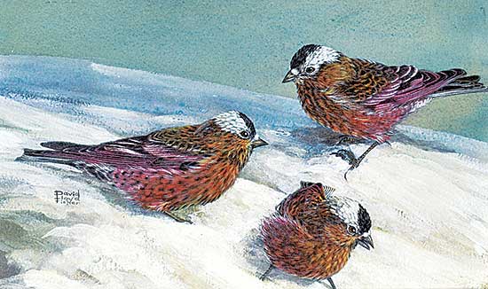 #1068 ~ Fisher - Grey Crowned Rosy Finches