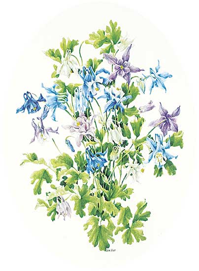 #1105 ~ Heine - Untitled - Purple and Blue Columbines