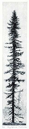 #1153 ~ Lapointe - Bog Spruce  #1/15