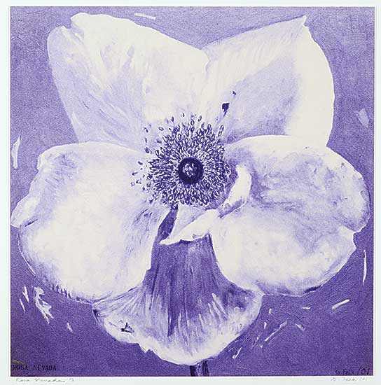 #1095 ~ Falk - Rosa Nevada  #1/2